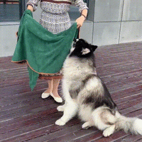 Dog Bathrobe Towel Trendify