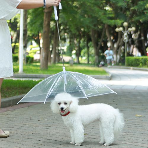 Pet Umbrella Trendify