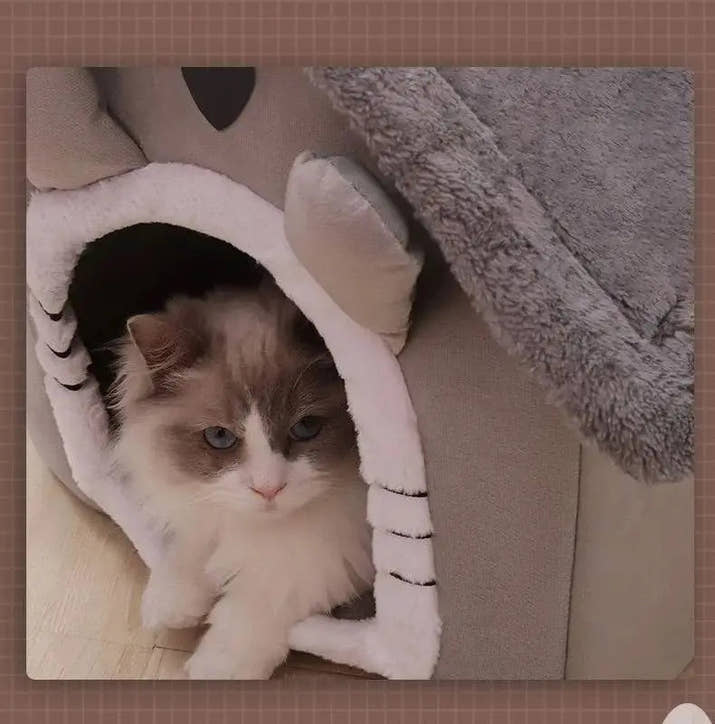 All Seasons Warm Washable Cat Dog House Indoor Soft Removable Cushion Pet Bed Kennel for Small Medium Pets Durable Pet Supplies Shop1103328158 Store